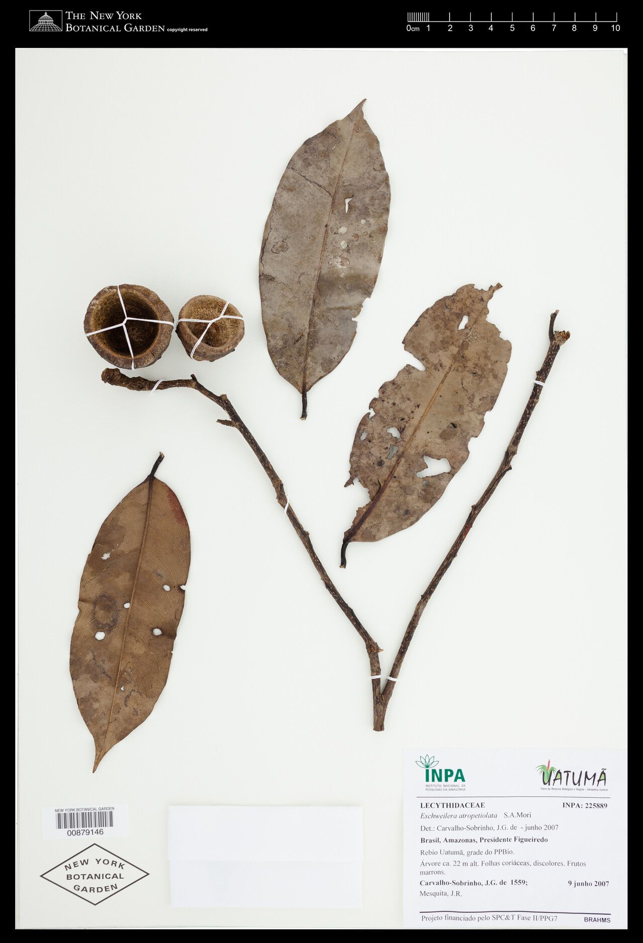 Eschweilera atropetiolata fruit