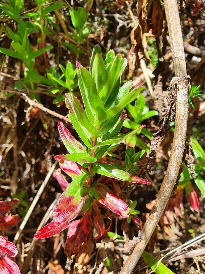 Epilobium stereophyllum leaf