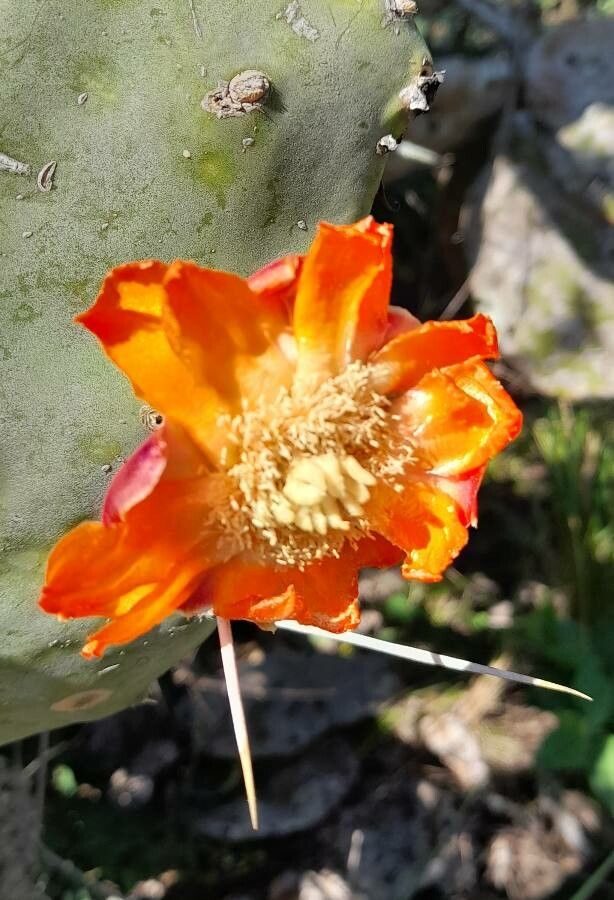 Opuntia quimilo flower