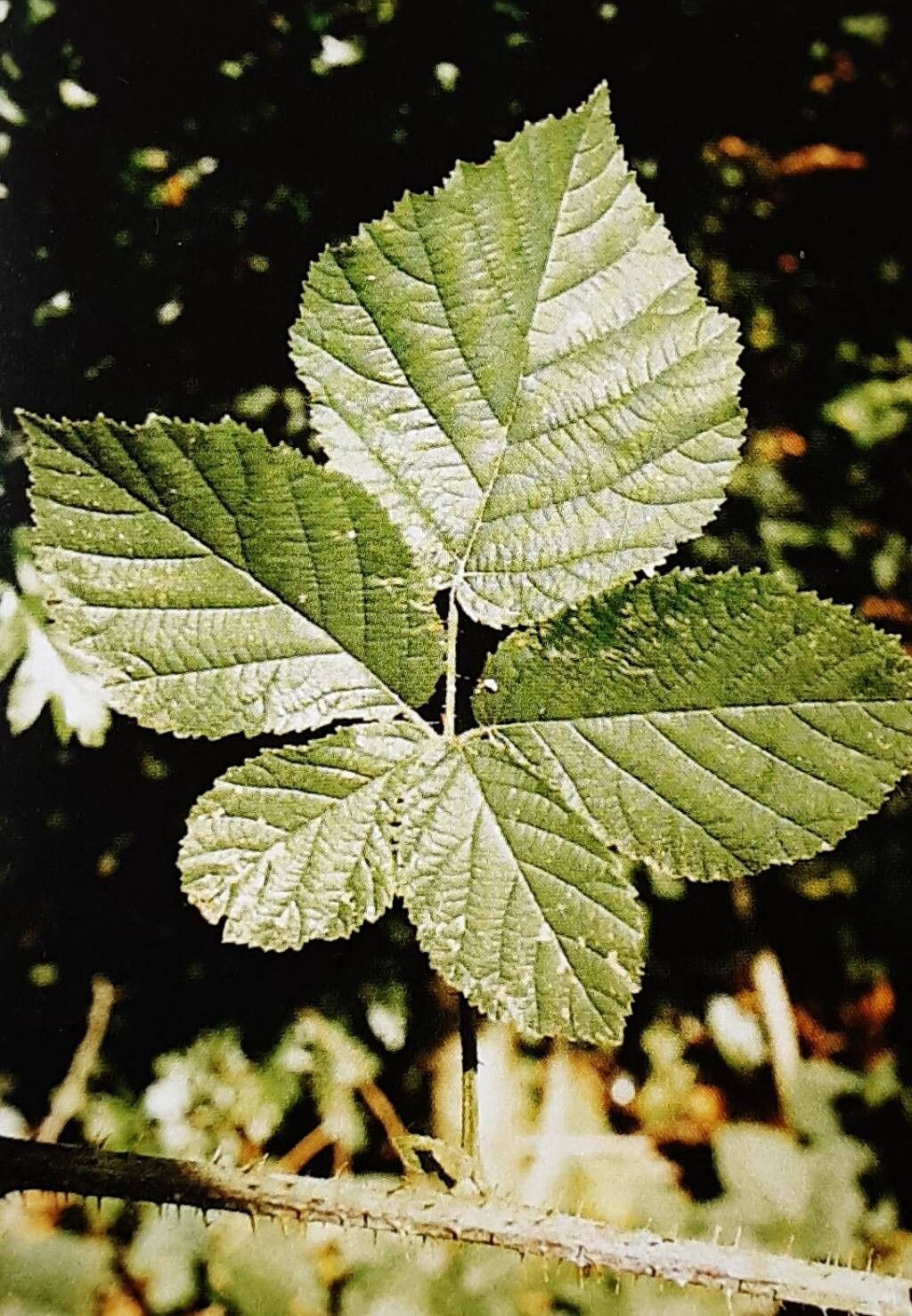 Rubus fuernrohrii — houseplant care guide