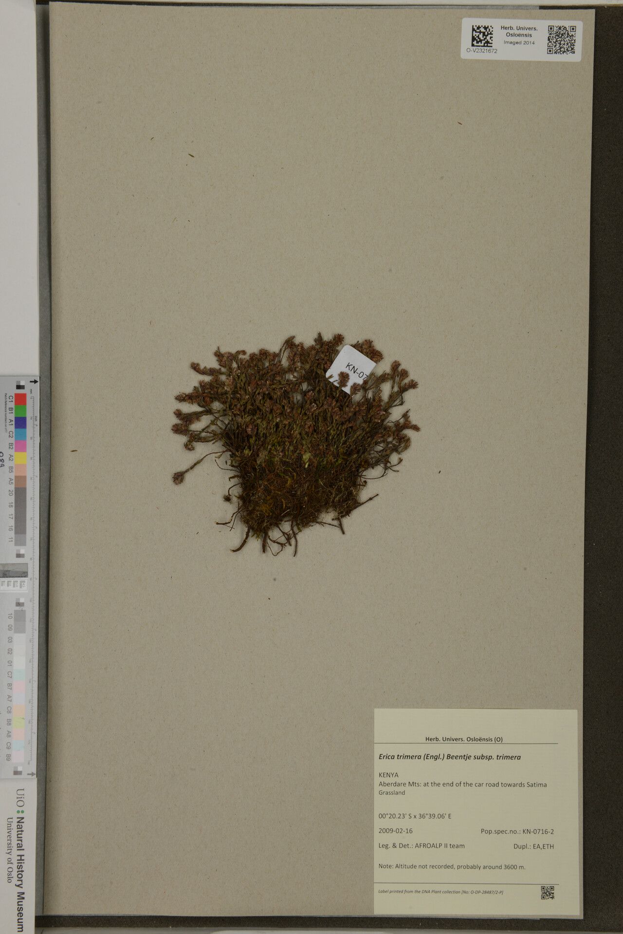 Erica trimera — search result for 'Erica'