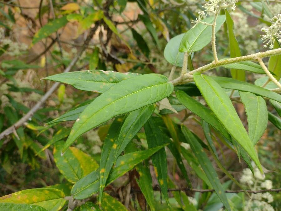 Astrotricha floccosa — search result for 'Eucalyptus'