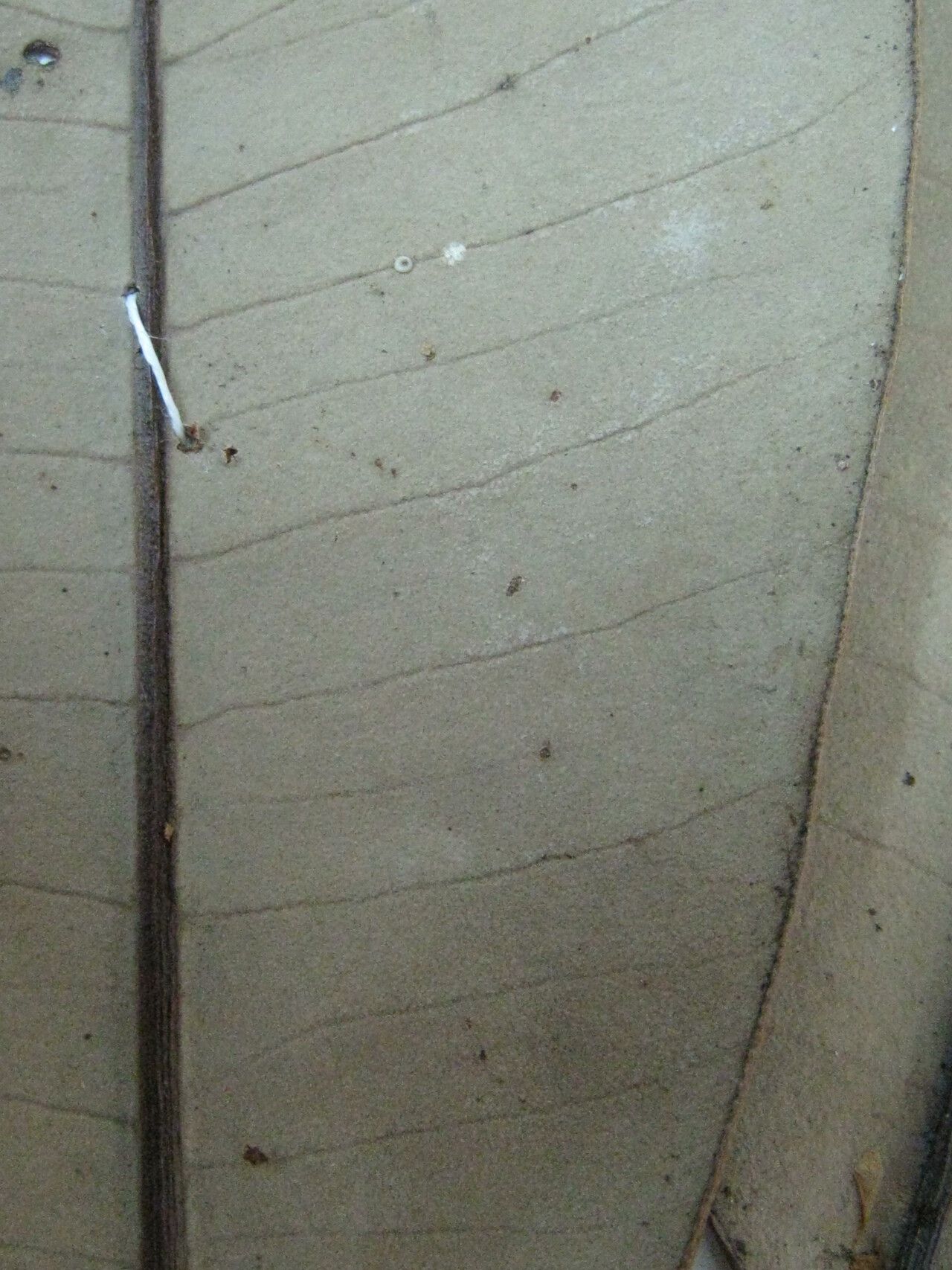 Aspidosperma schultesii — houseplant care guide