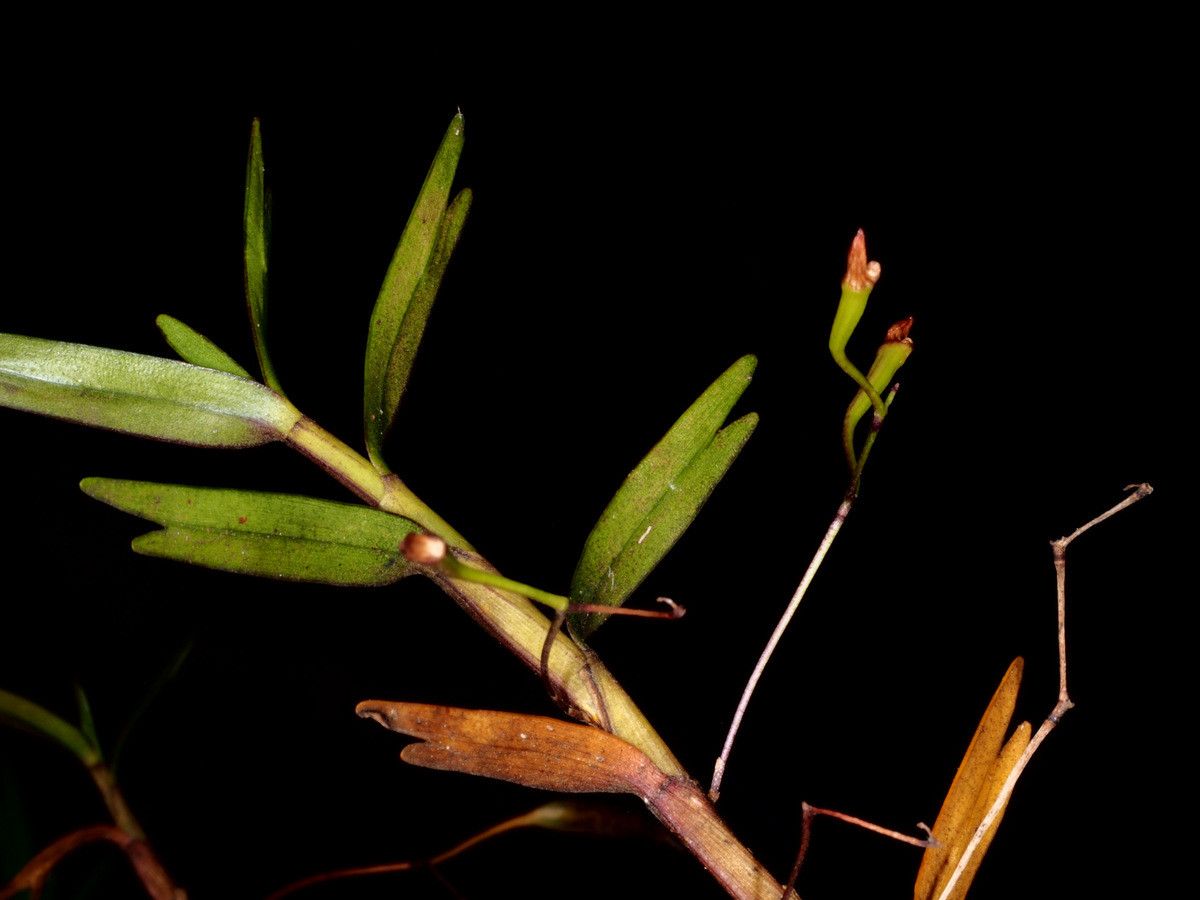 Dendrobium cleistogamum habit