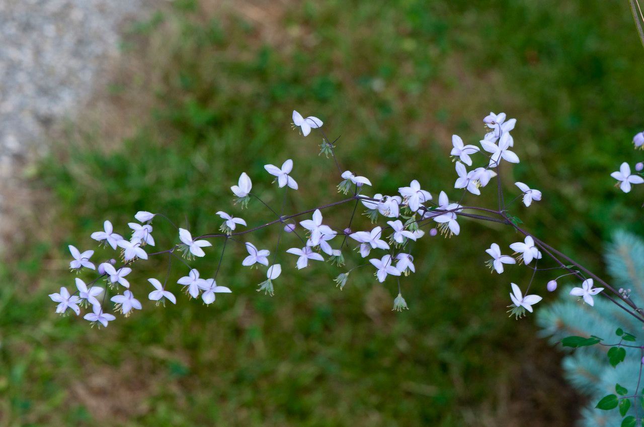 Stenaria nigricans flower