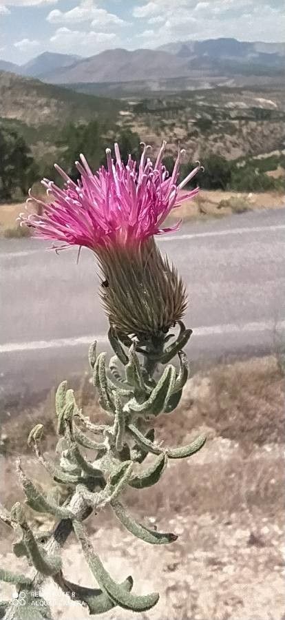 Jurinea ancyrensis flower