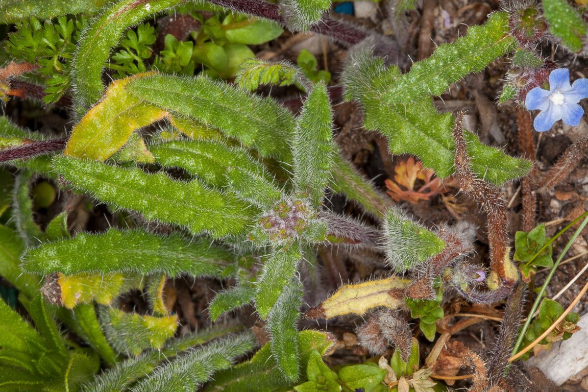 Anchusa crispa leaf