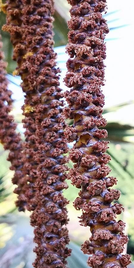 Latania verschaffeltii flower