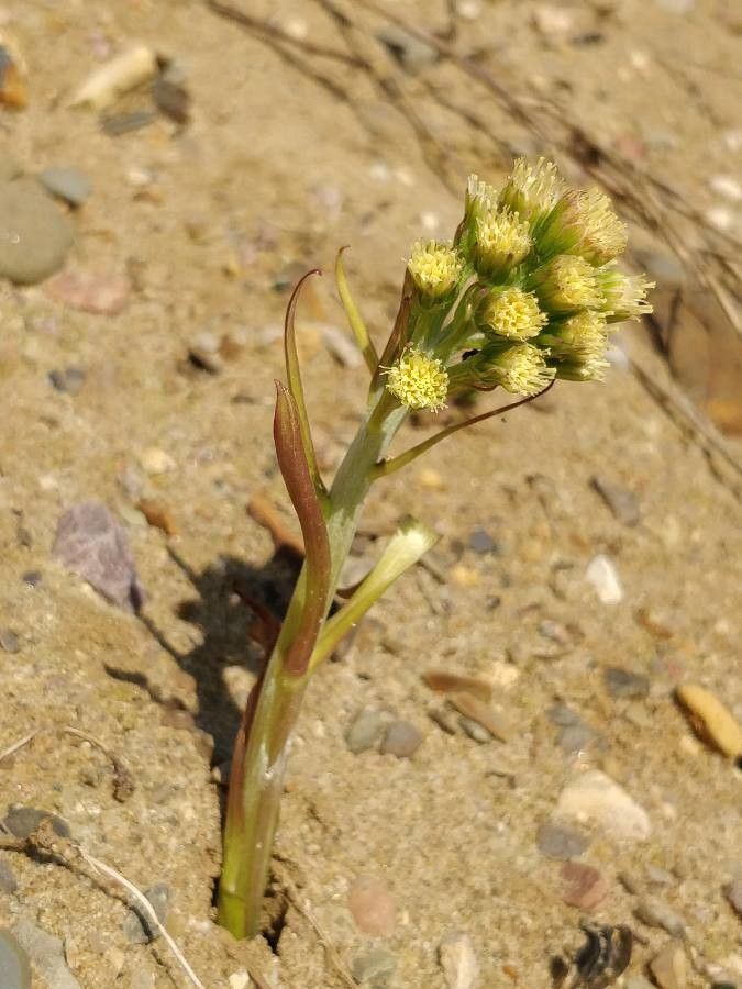Petasites spurius flower