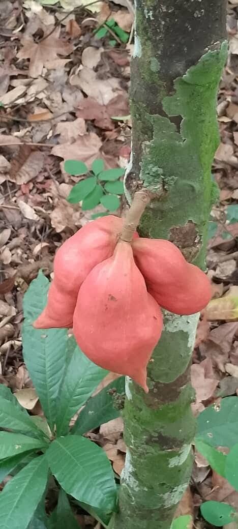 Cola buntingii — houseplant care guide