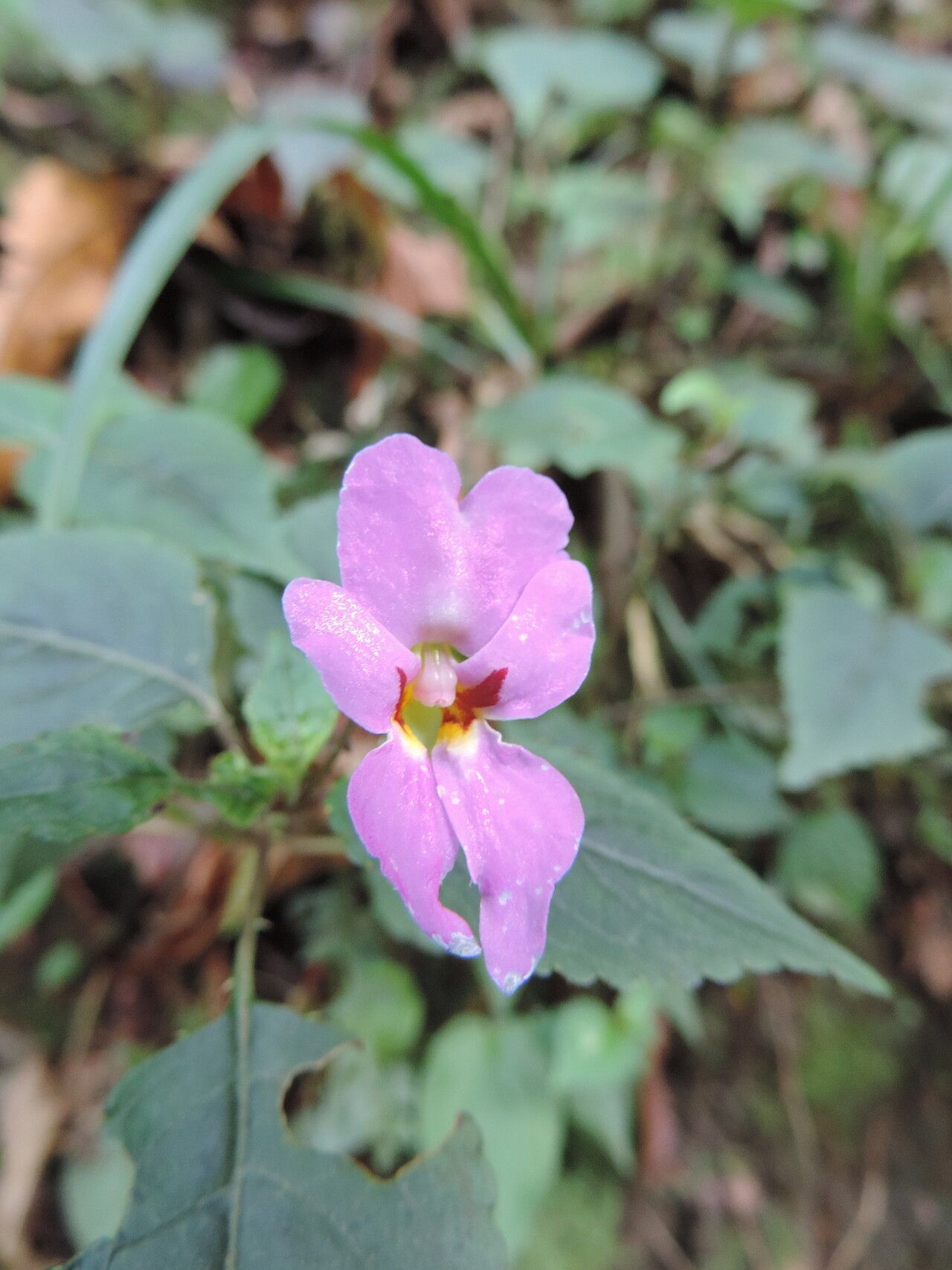 Impatiens purpureoviolacea flower
