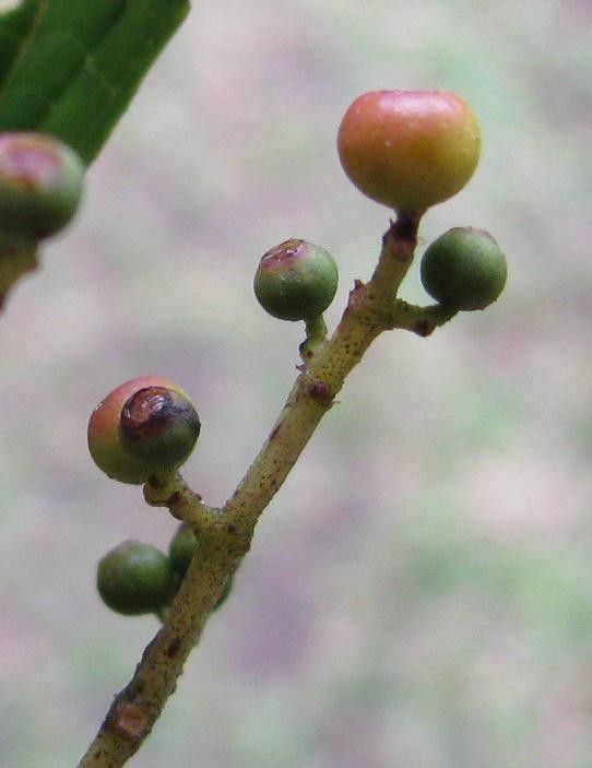 Miconia theaezans other