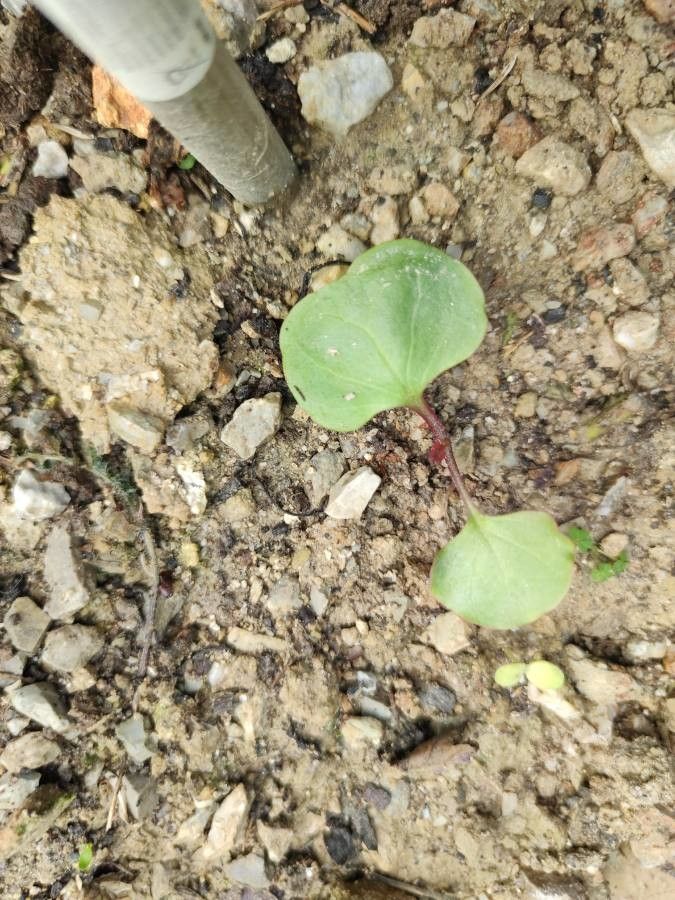 Calystegia soldanella fruit