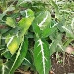 Syngonium wendlandii