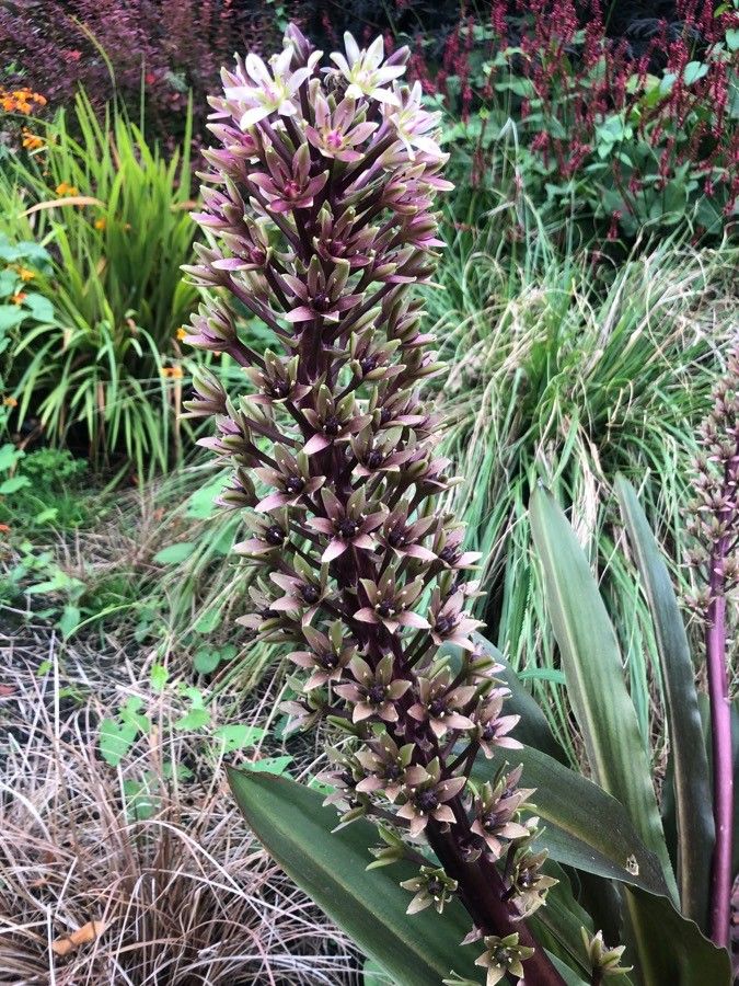 Eucomis comosa flower
