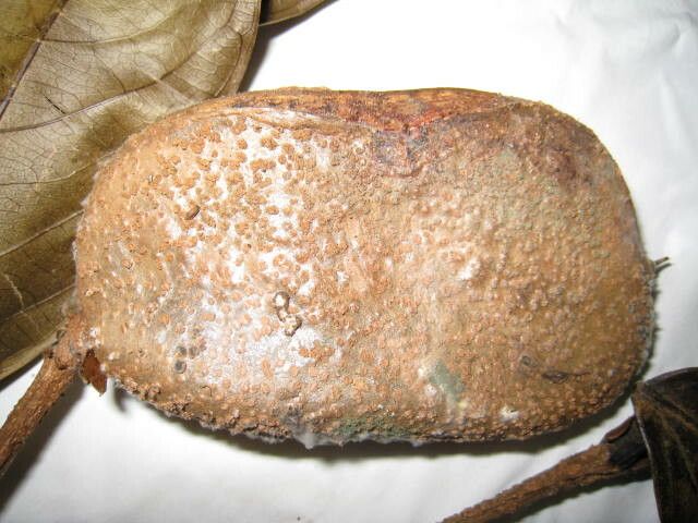 Inga sarmentosa fruit