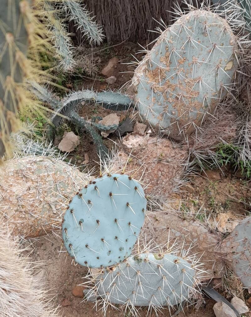 Opuntia lagunae habit