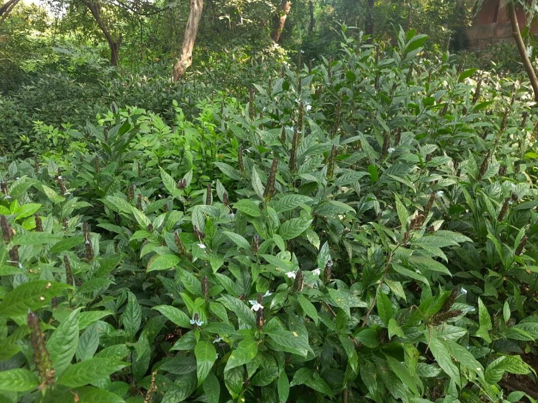 Ecbolium ligustrinum flower