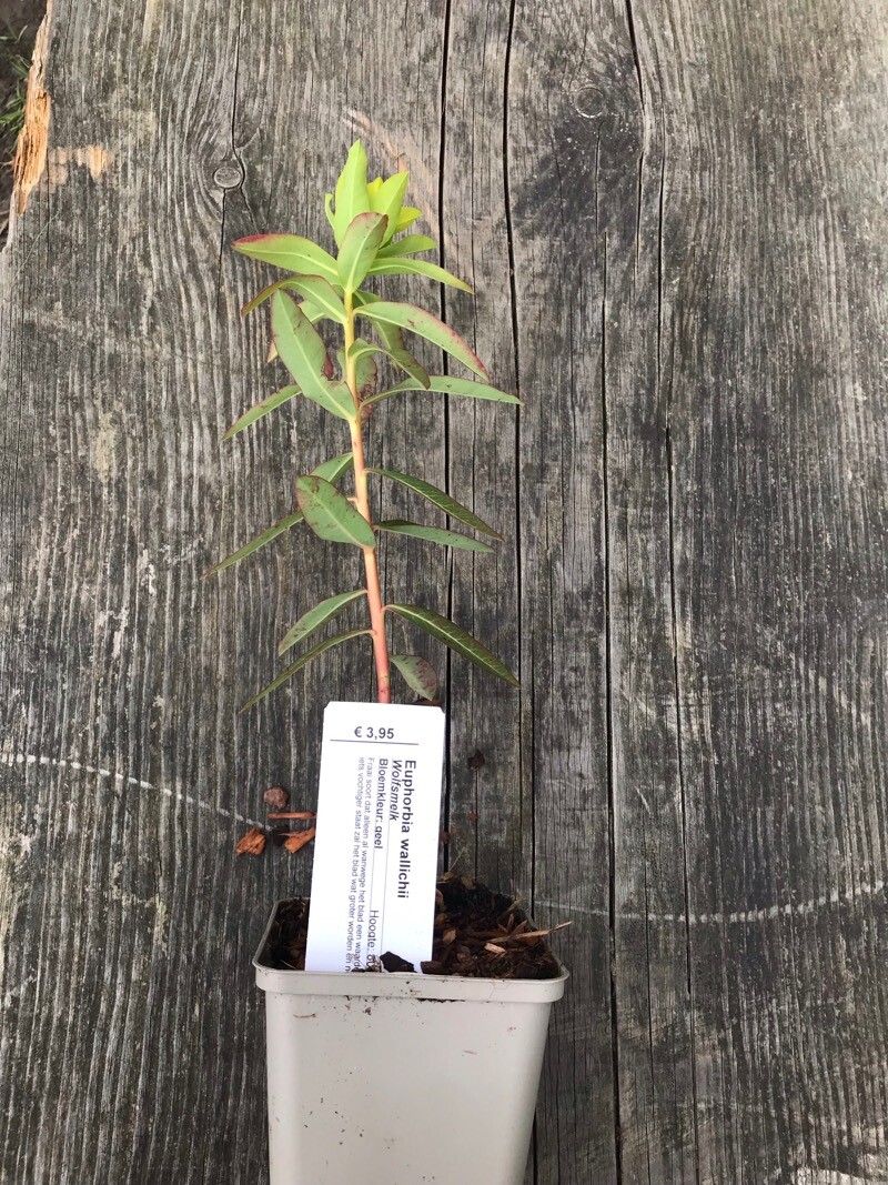 Euphorbia wallichii — houseplant care guide