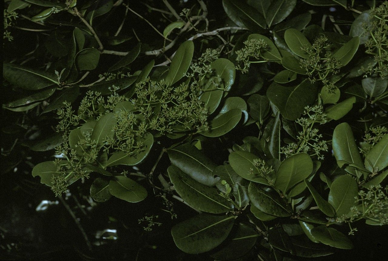 Guapira obtusata — houseplant care guide