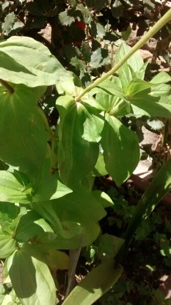 Zinnia haageana — houseplant care guide