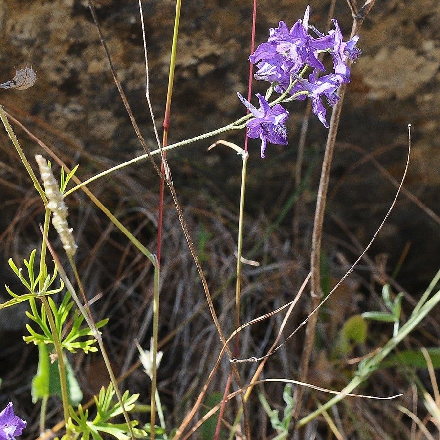 Delphinium patens — search result for 'Delphinium'