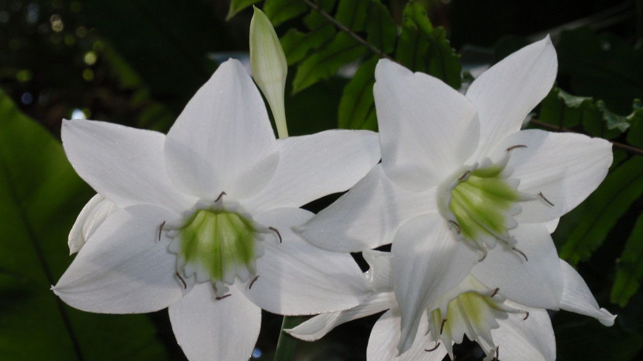 Eucharis × grandiflora flower