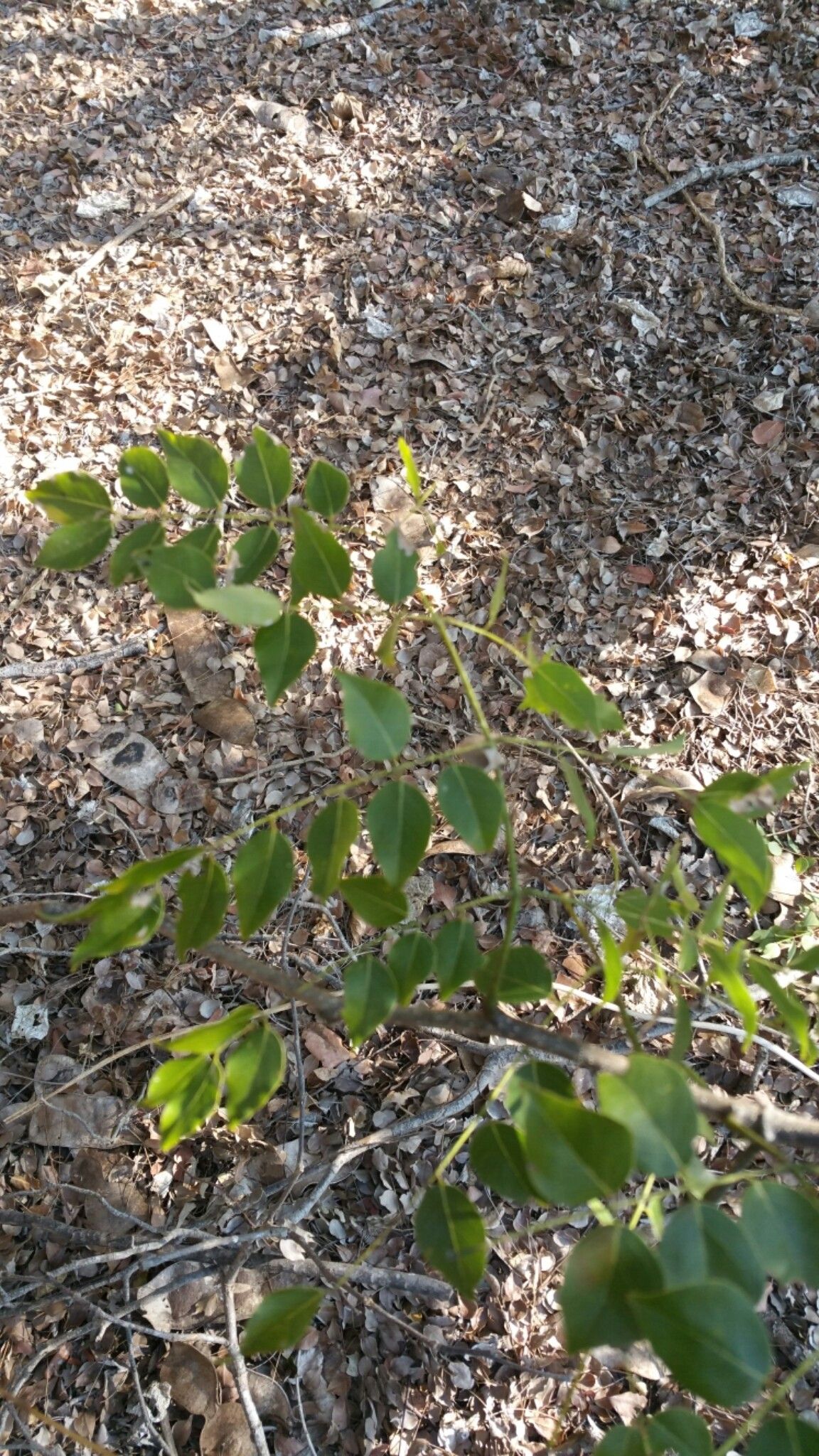 Albizia odorata leaf