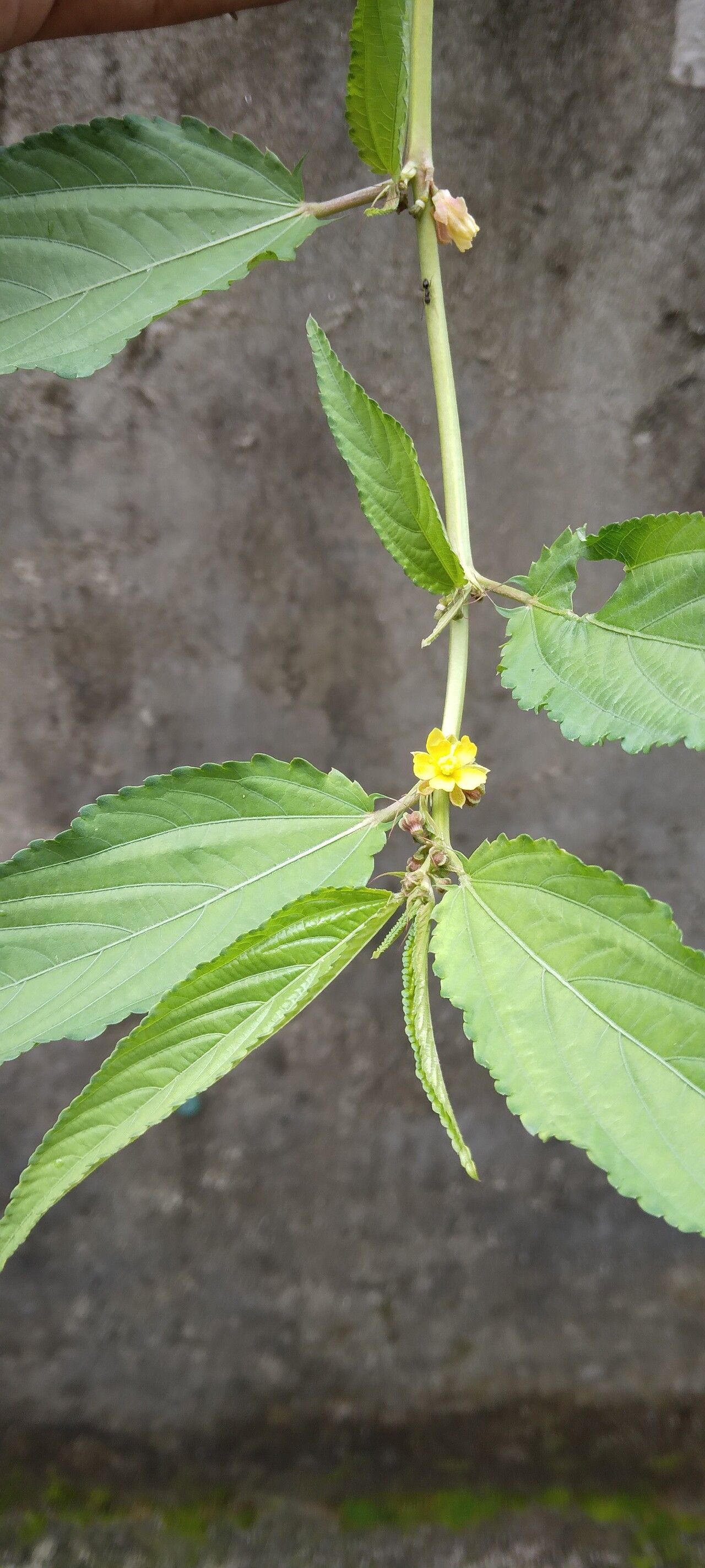 Corchorus capsularis leaf