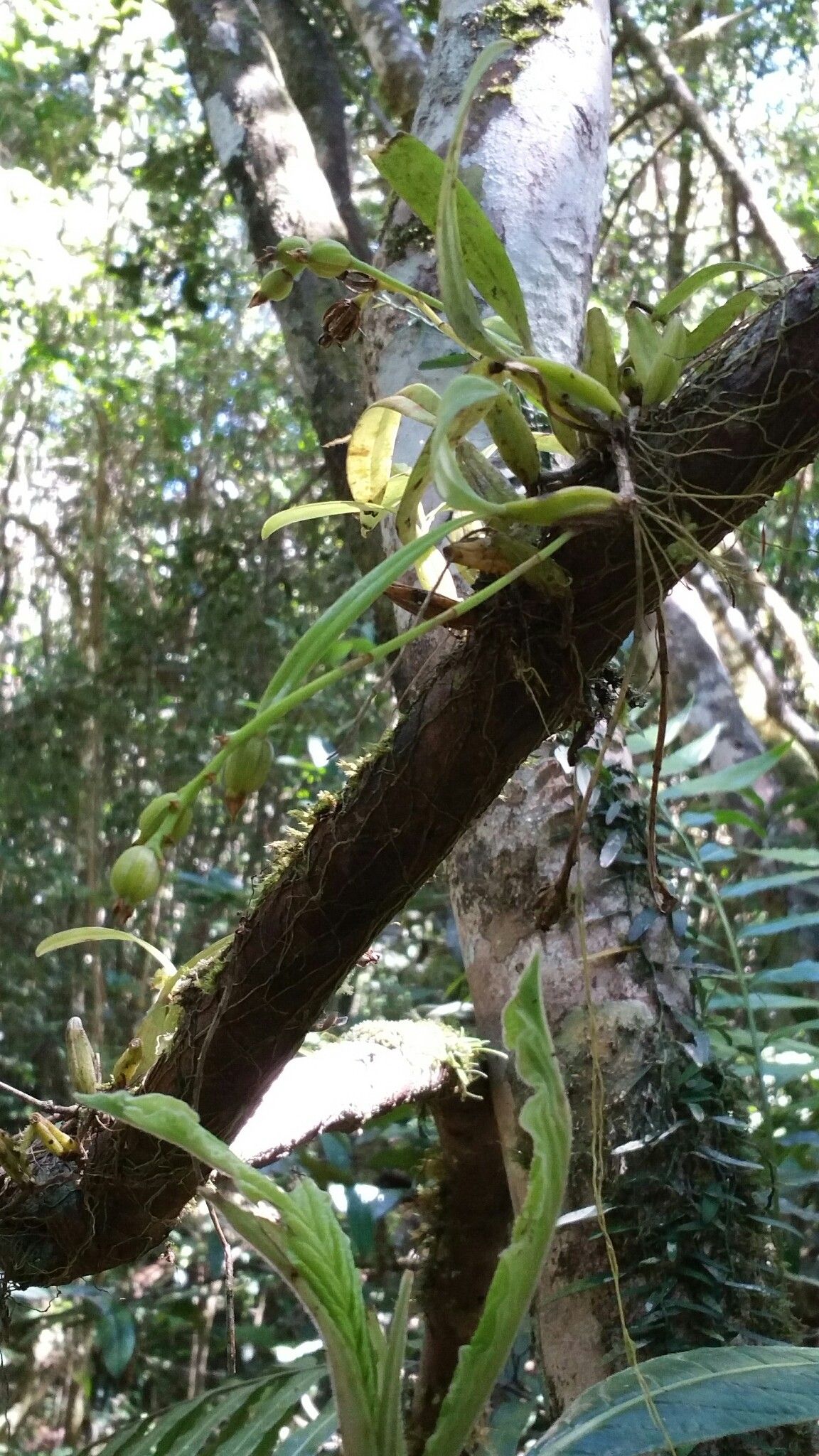 Bulbophyllum brachystachyum habit