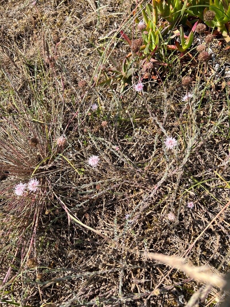 Jasione maritima habit