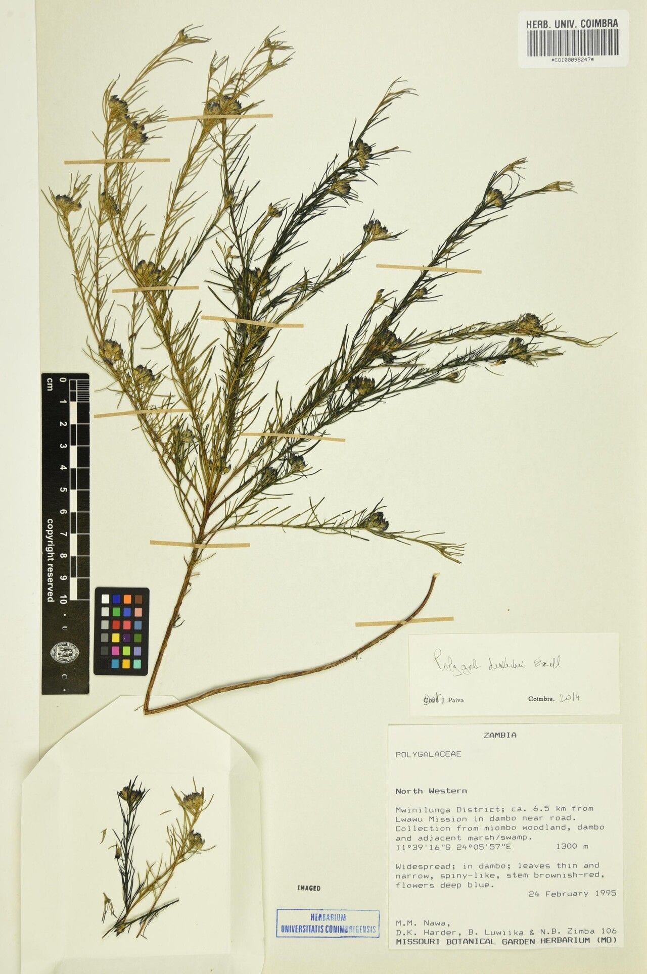 Polygala dewevrei — houseplant care guide