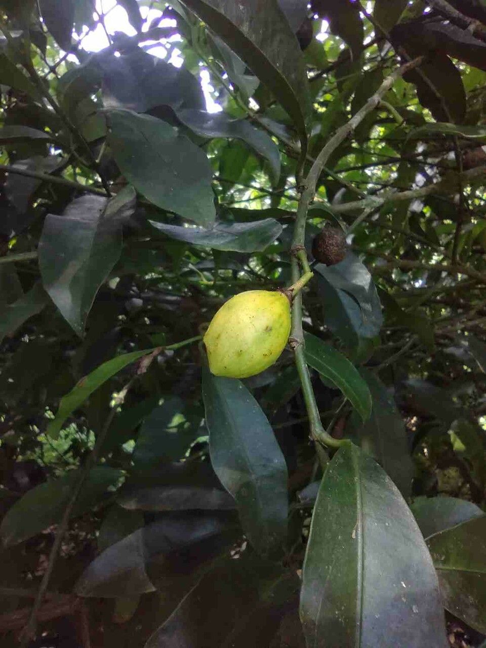 Garcinia gardneriana fruit