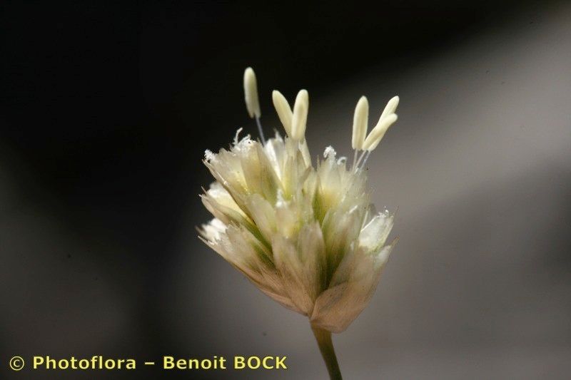 Sesleria sphaerocephala flower