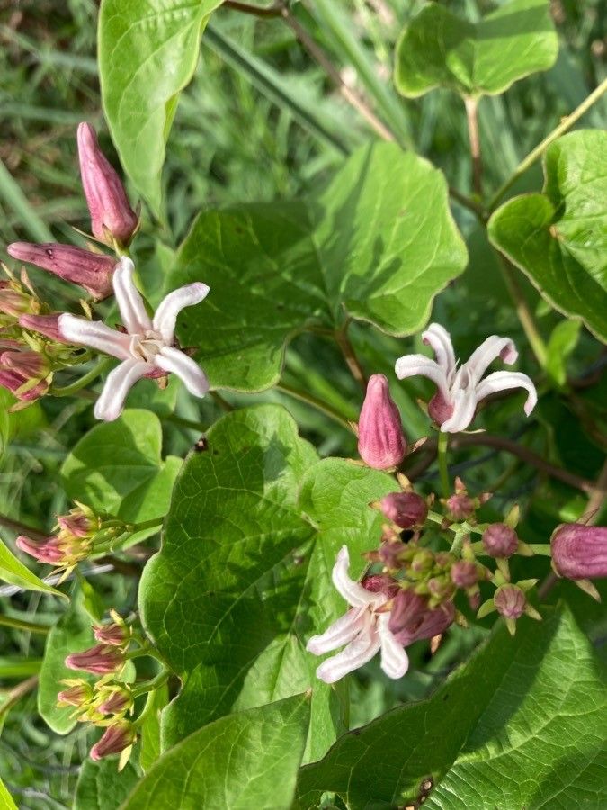 Cynanchum ligulatum flower