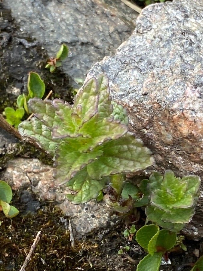 Bartsia alpina leaf