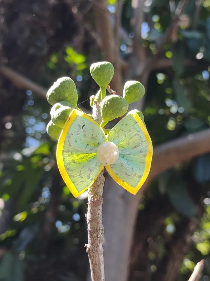 Ficus adhatodifolia fruit