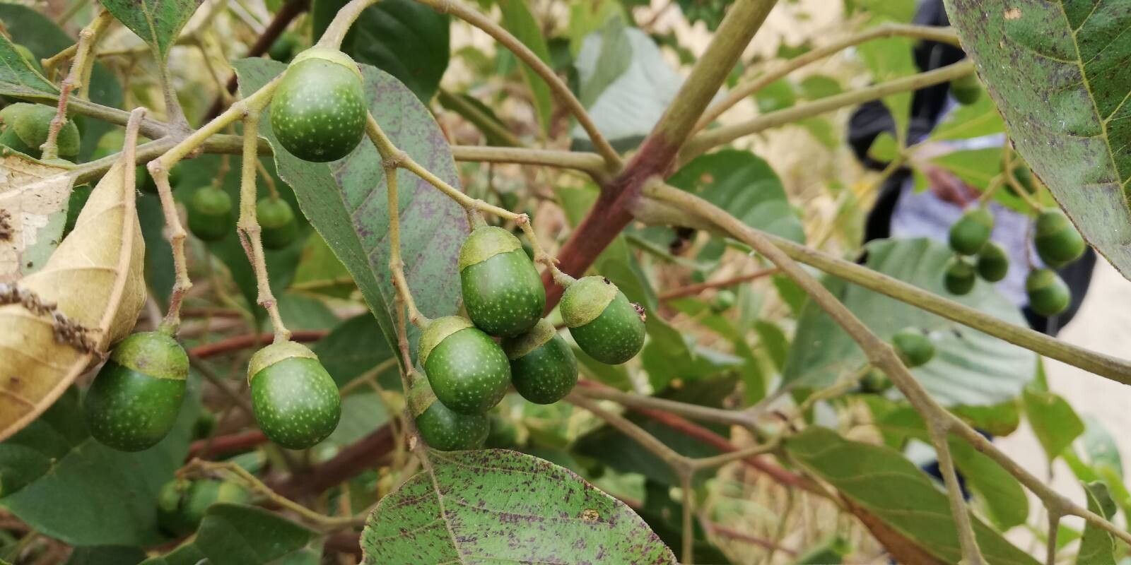 Vitex madiensis fruit