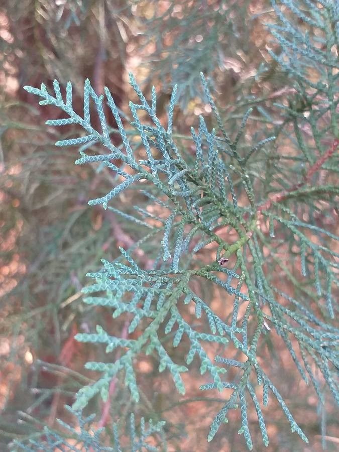Cupressus gigantea leaf
