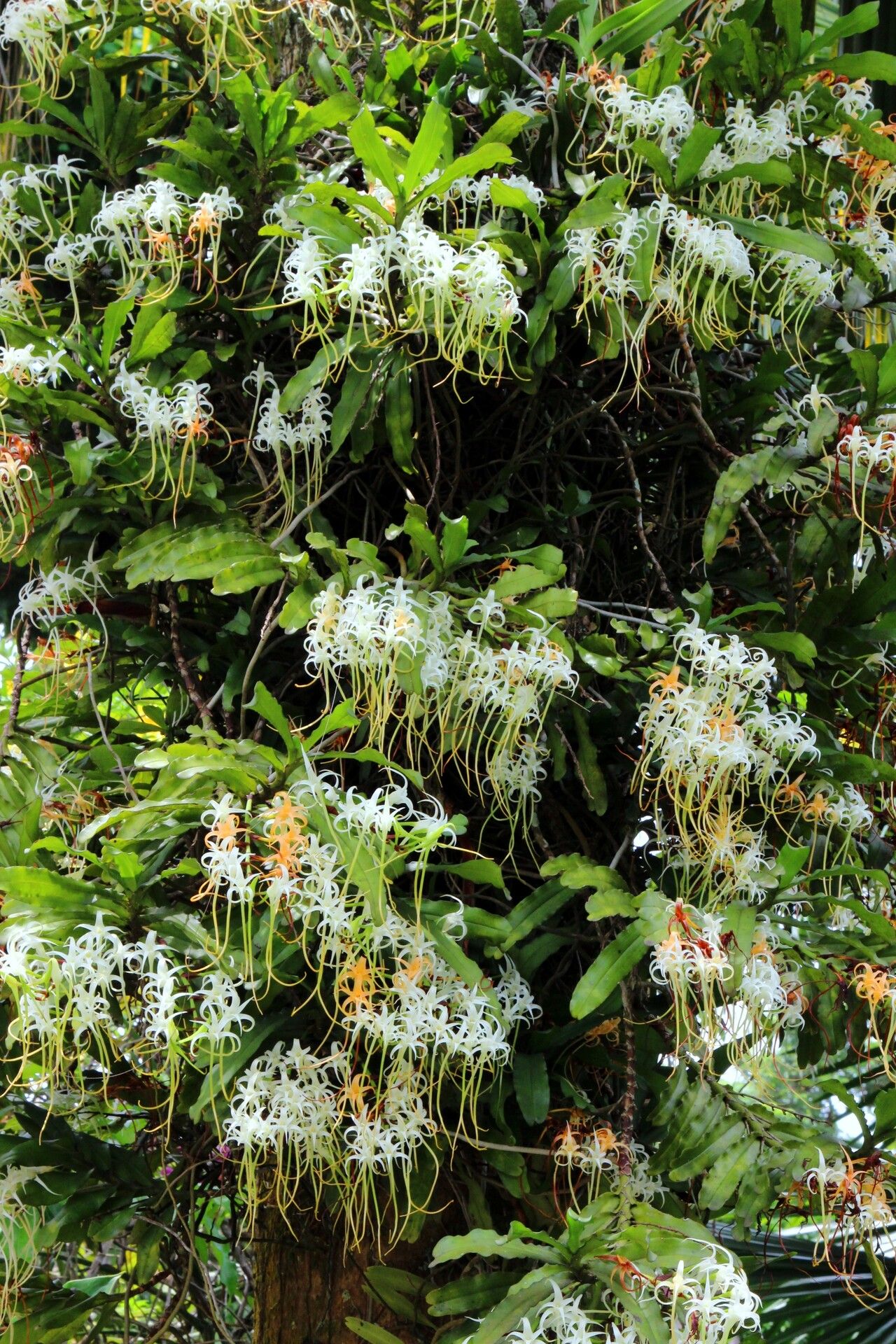 Cyrtorchis chailluana habit