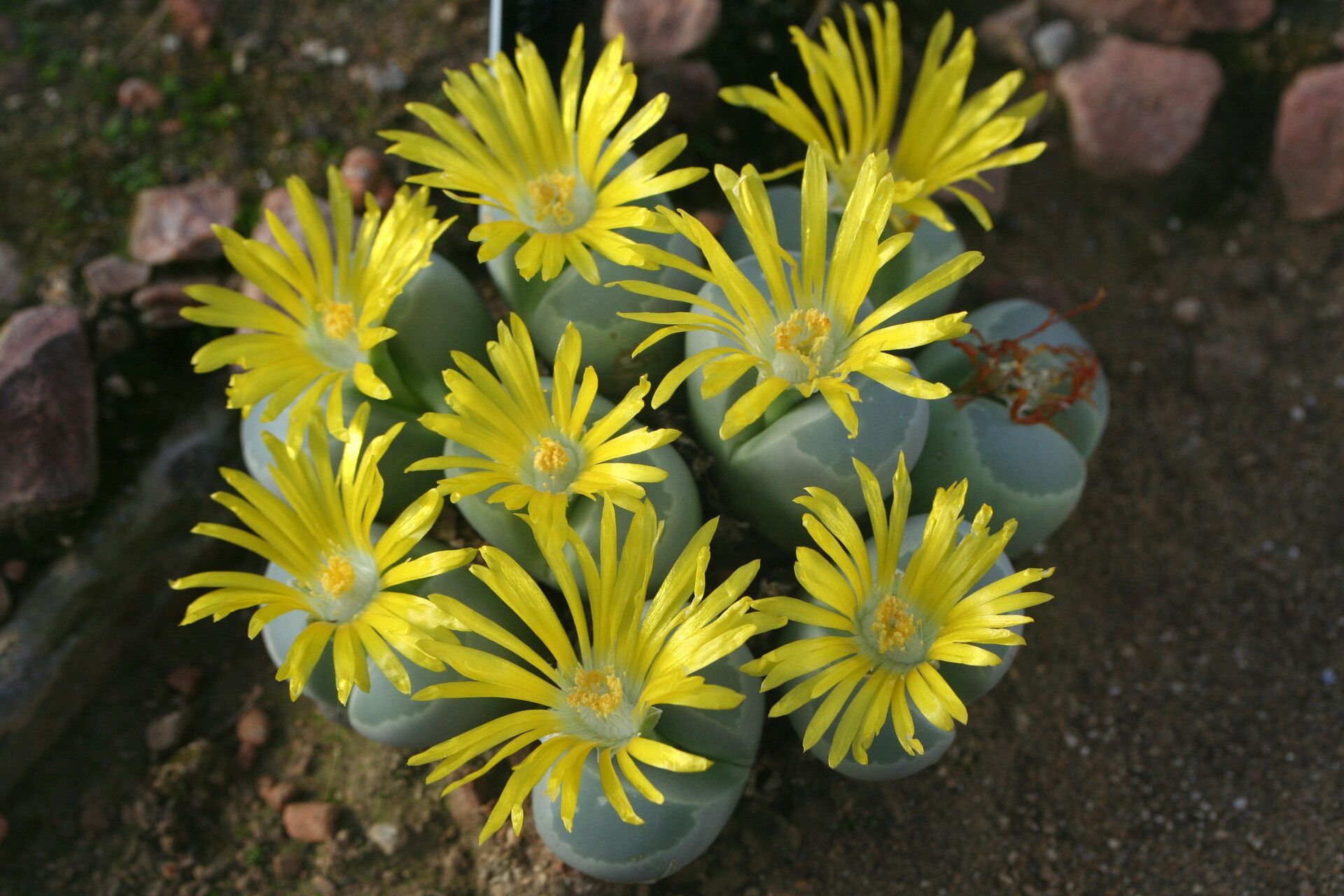 Lithops olivacea flower