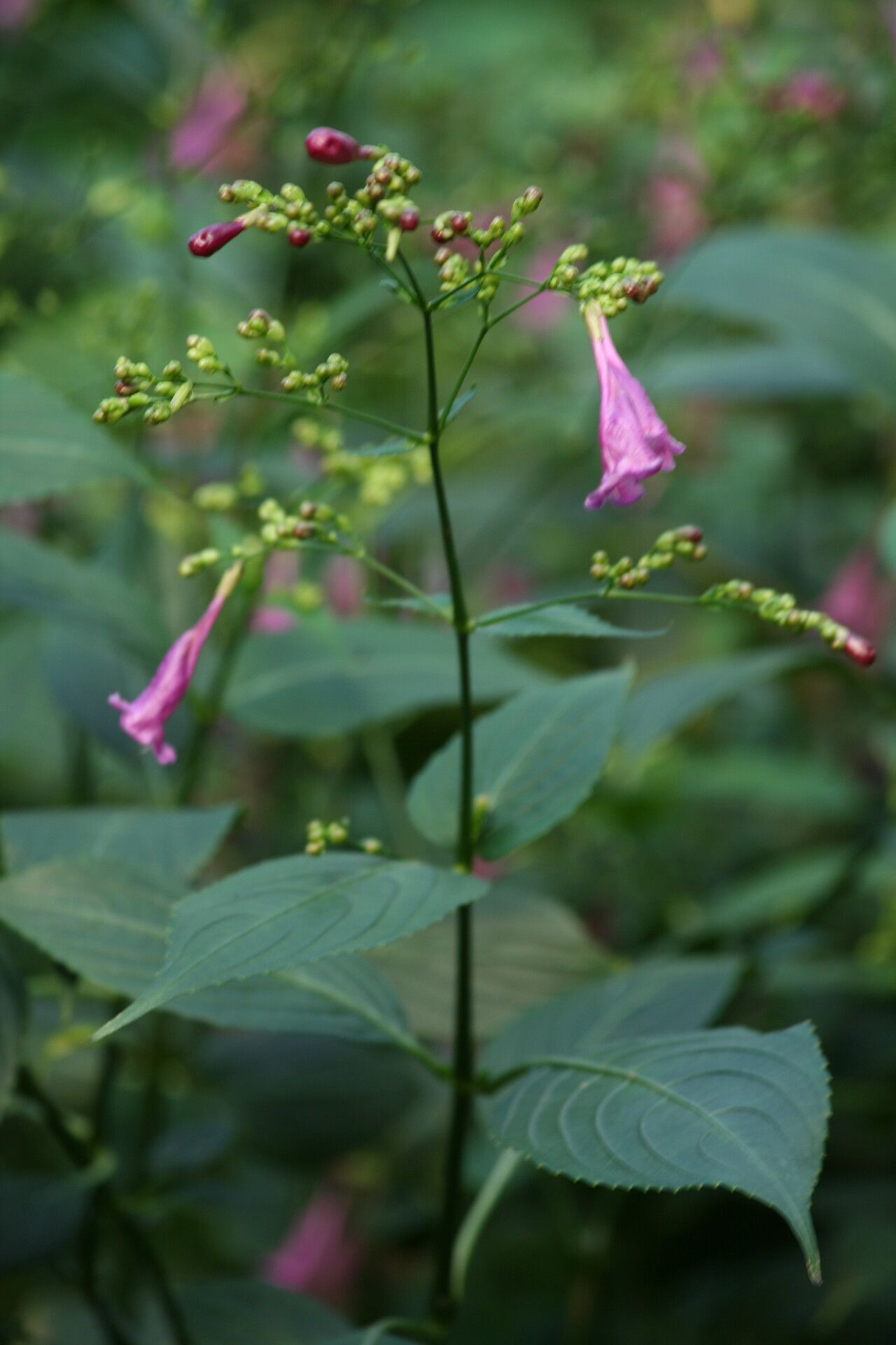 Strobilanthes hamiltoniana flower