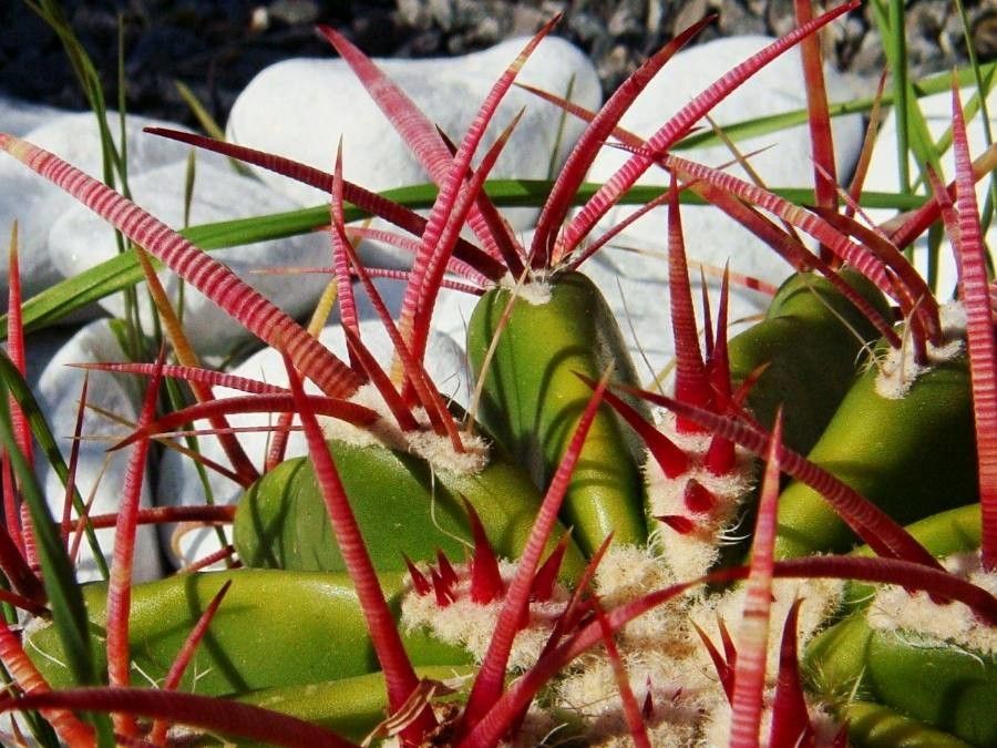 Ferocactus pilosus — houseplant care guide