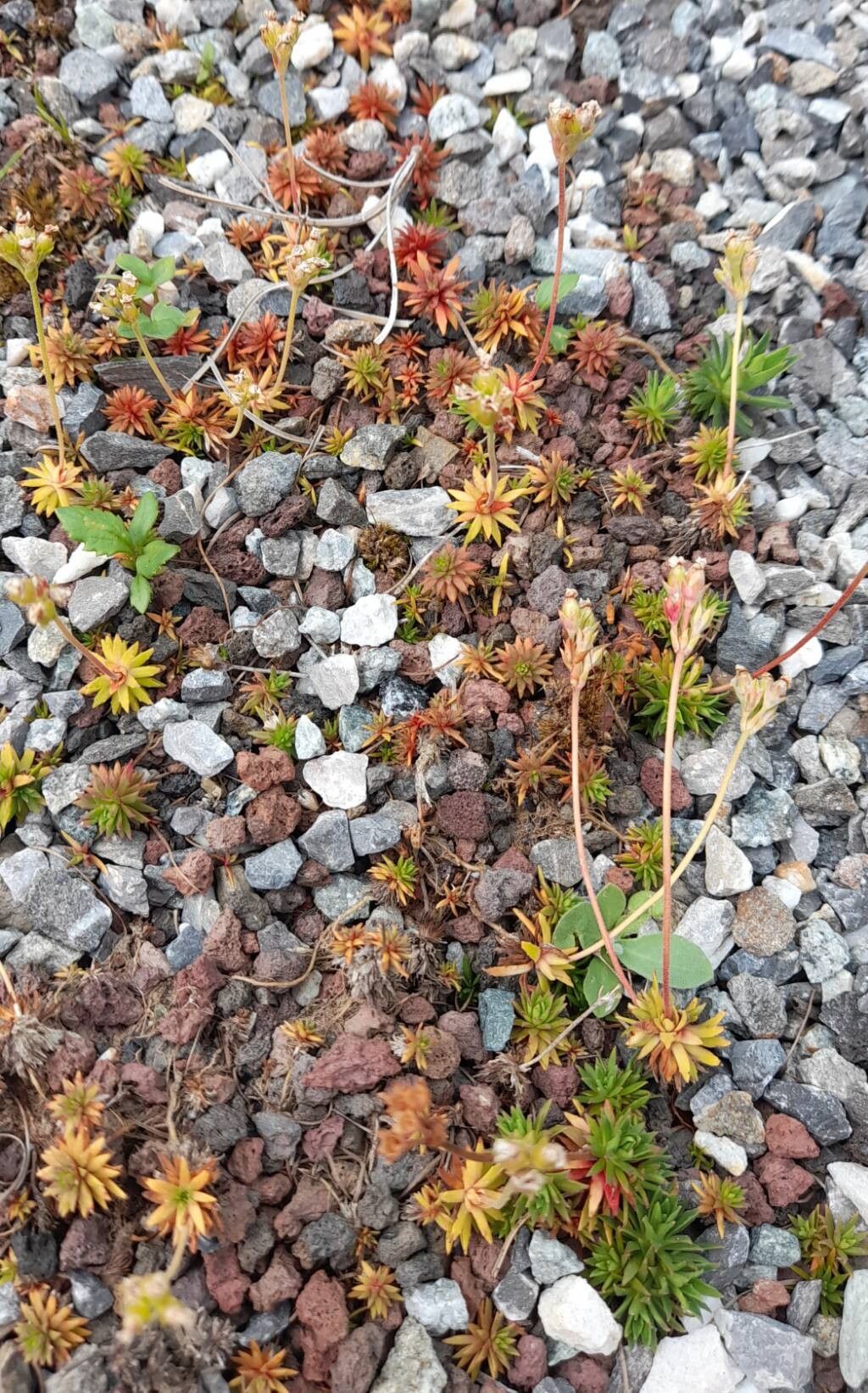 Androsace darvasica habit