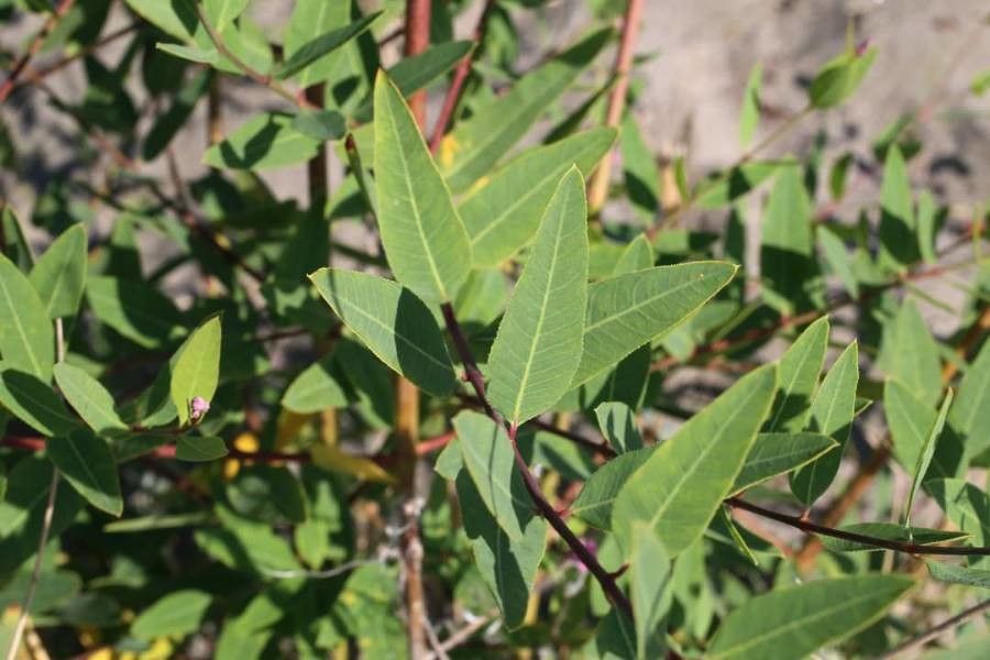 Apocynum venetum leaf