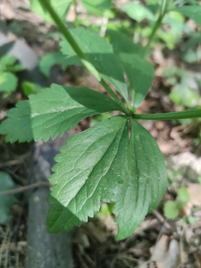 Ranunculus cassubicus — search result for 'Ranunculus'