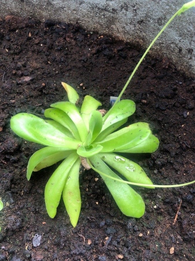 Pinguicula gigantea