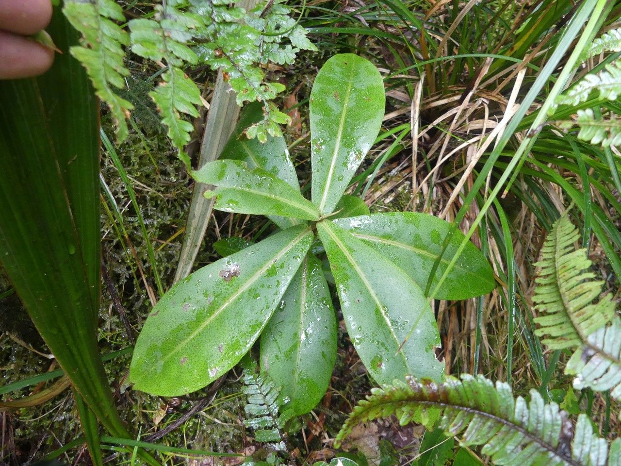 Badula grammisticta habit