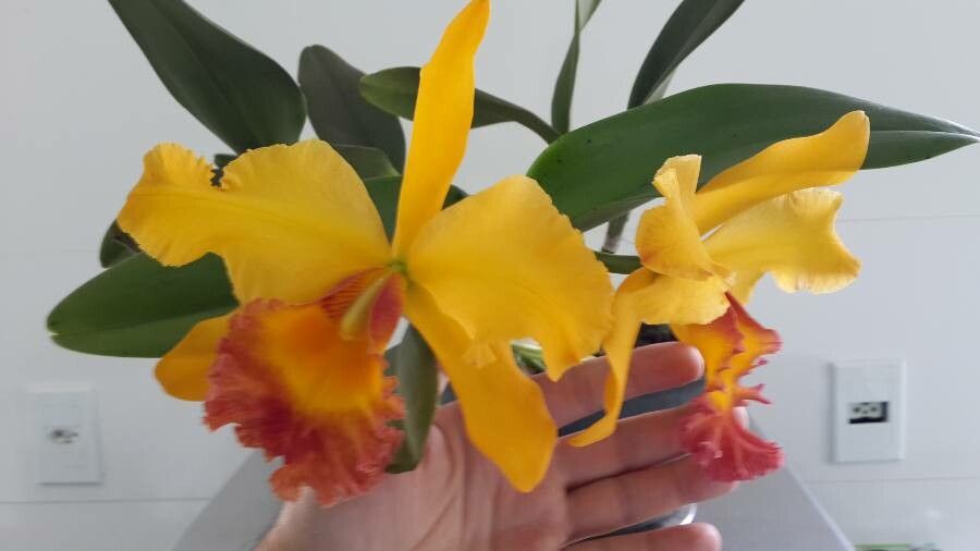 Cattleya brevipedunculata habit