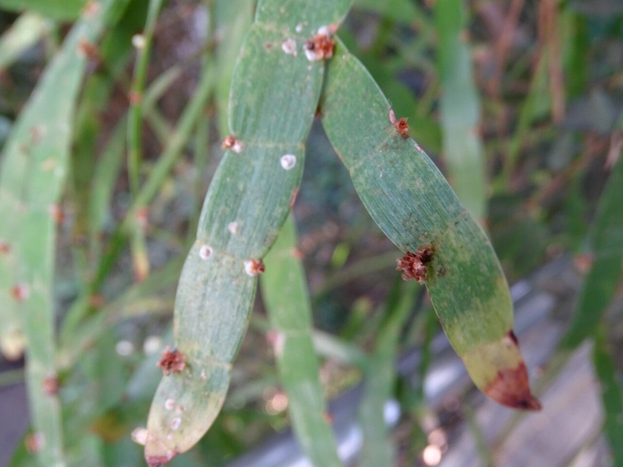 Muehlenbeckia platyclados flower